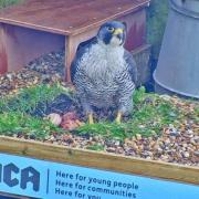 The falcons laid four egg on the hostel's roof in April.