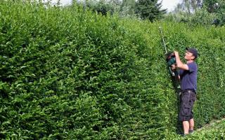 A boundary hedge is a hedge that separates you and your neighbour's gardens.