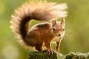 Red squirrels may have been a host for Mycobacterium leprae in medieval times, studies show (Danny Lawson/PA)