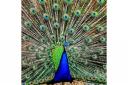 Picture of the Day: Proud Peacock