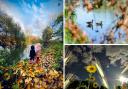 Three of this week's selection of beautiful autumnal pictures