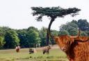 How a herd of Highland cattle might look in Cassiobury Park. Photos: Newsquest/Pixabay