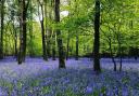 Bluebells forest in Crosslane Wood near Chorleywood. Picture: Chris Flanagan.
