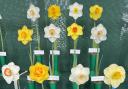 Daffodils at Wisley