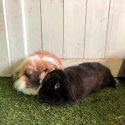 Skippy, left, and Sugar are both house rabbits