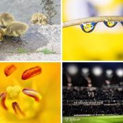 Four of this week's selection of yellow-themed pictures