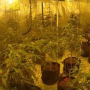 ‘Professional’ £500k cannabis farm busted as arrests made