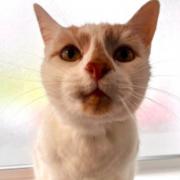 Cookie is a really friendly boy who loves being around people and enjoys being made a fuss of