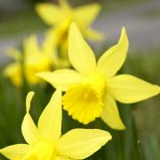 Daffodils from stock