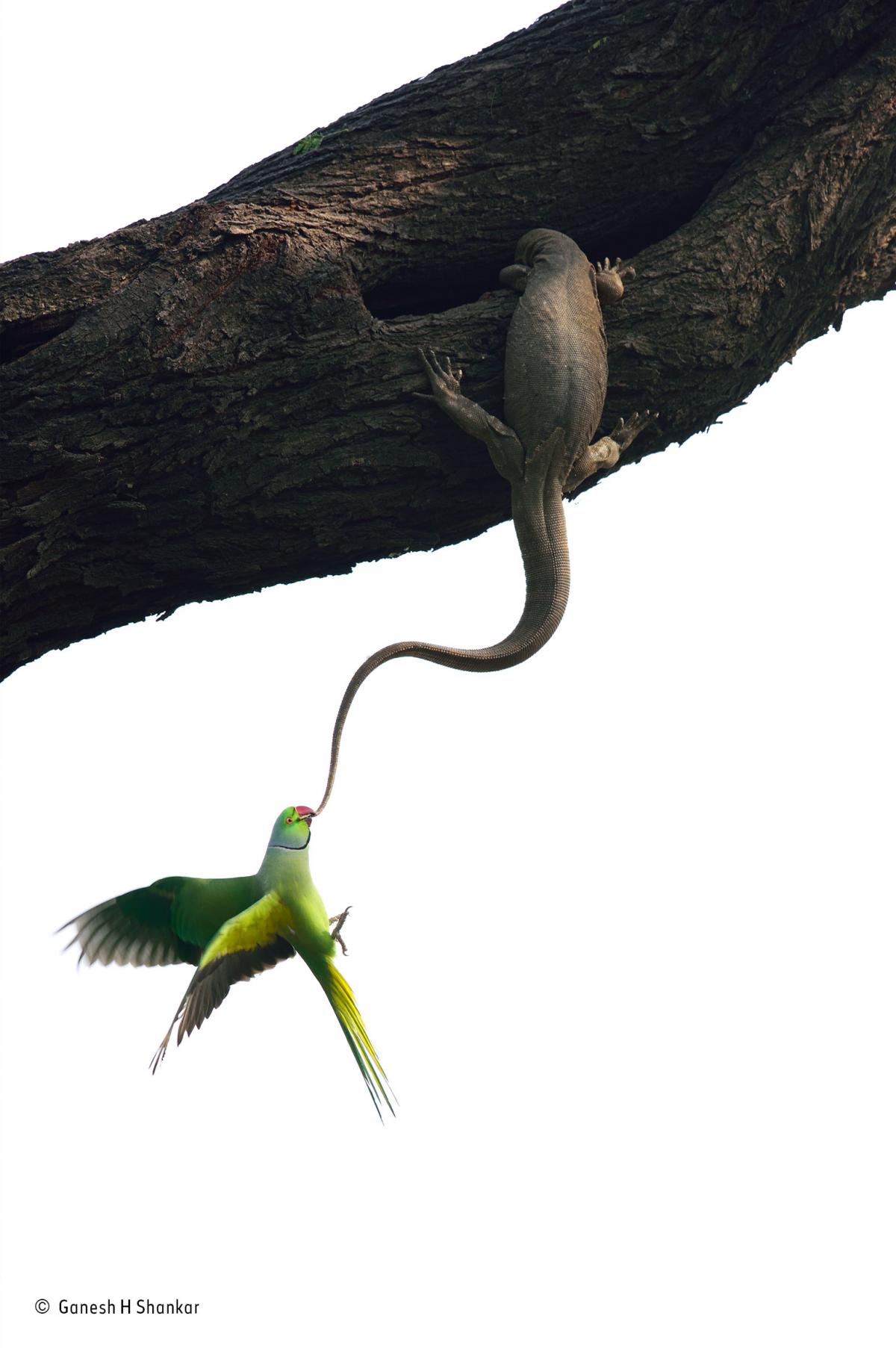 Ganesh H. Shankar, Wildlife Photographer of the Year, Birds winner
