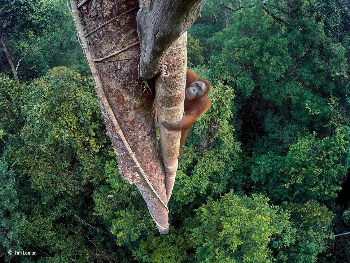 Tim Laman, Wildlife Photographer of the Year, Grand Title winner