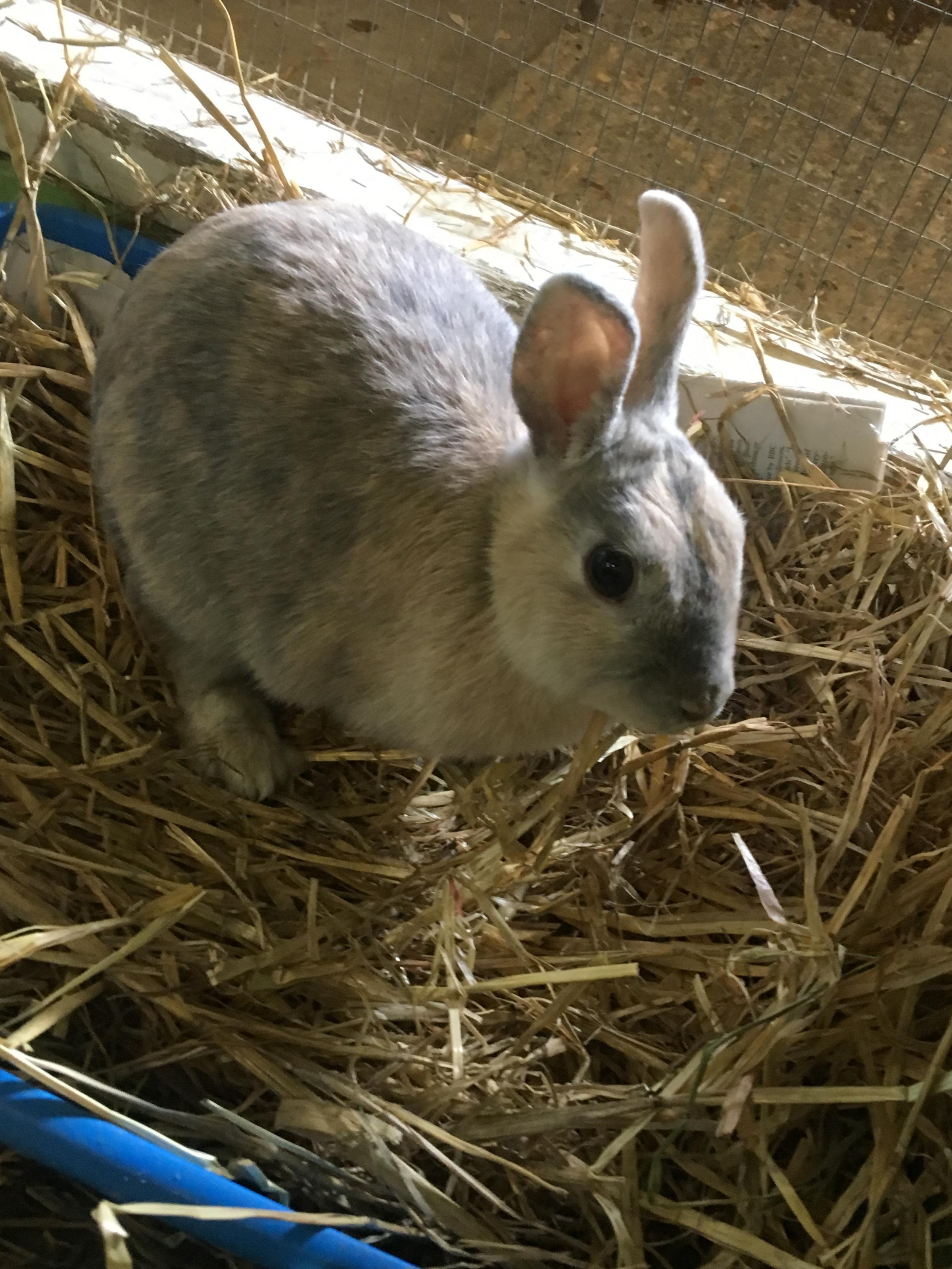 asda rabbit hay