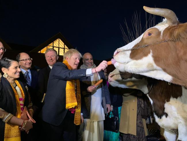 Prime Minister Boris Johnson feeding a cow a carrot at Bhaktivedanta Manor