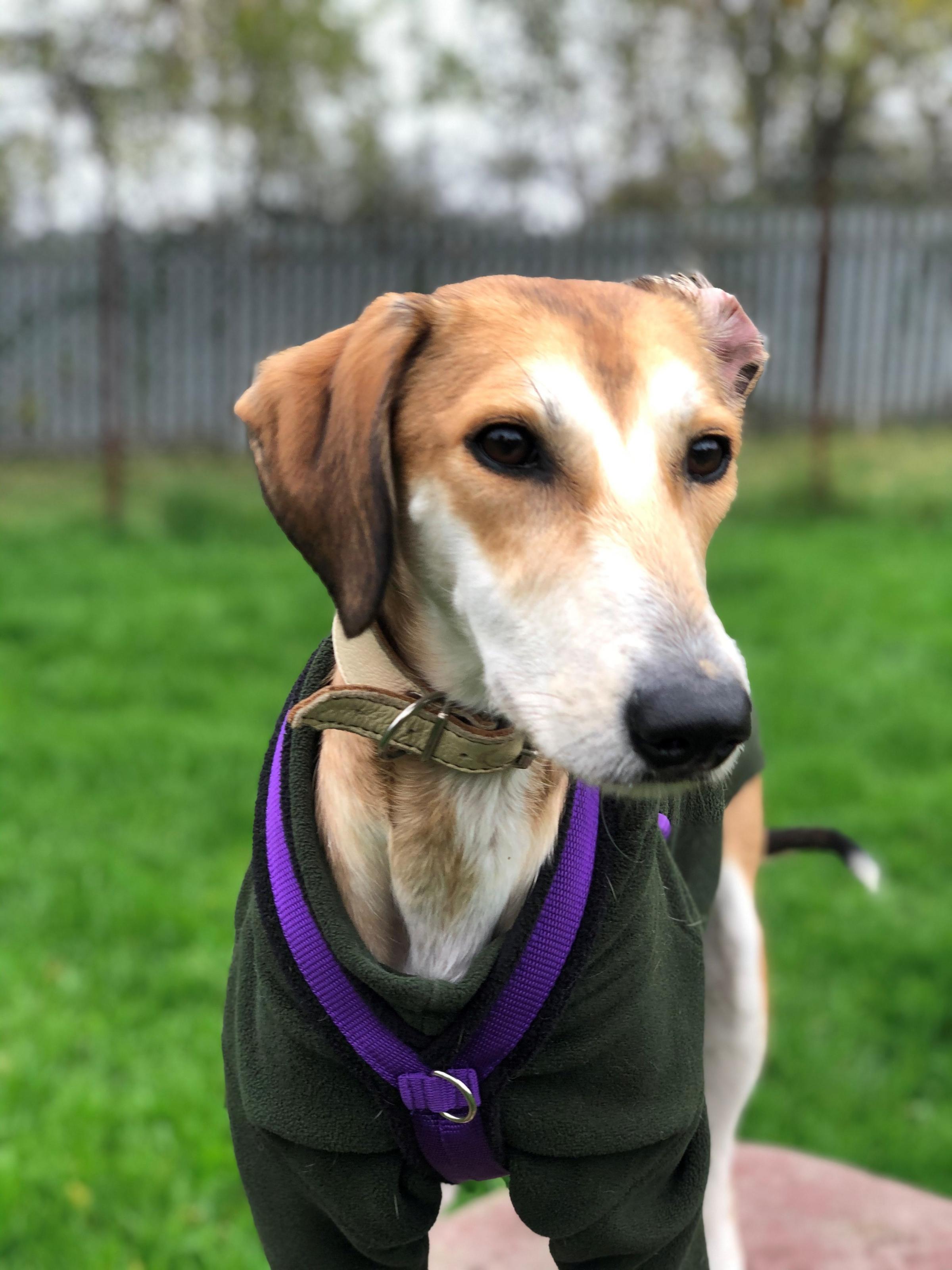 Cookie is a three-year-old femaled lurcher