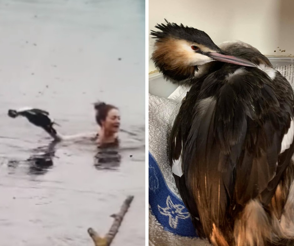 Woman dives into Rickmansworth Aquadrome to save bird - Vimarsana News
