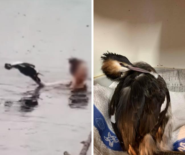 A woman dived in the waters at Rickmansworth Aquadrome to rescue a frozen bird (Photo: Chris Wicks)