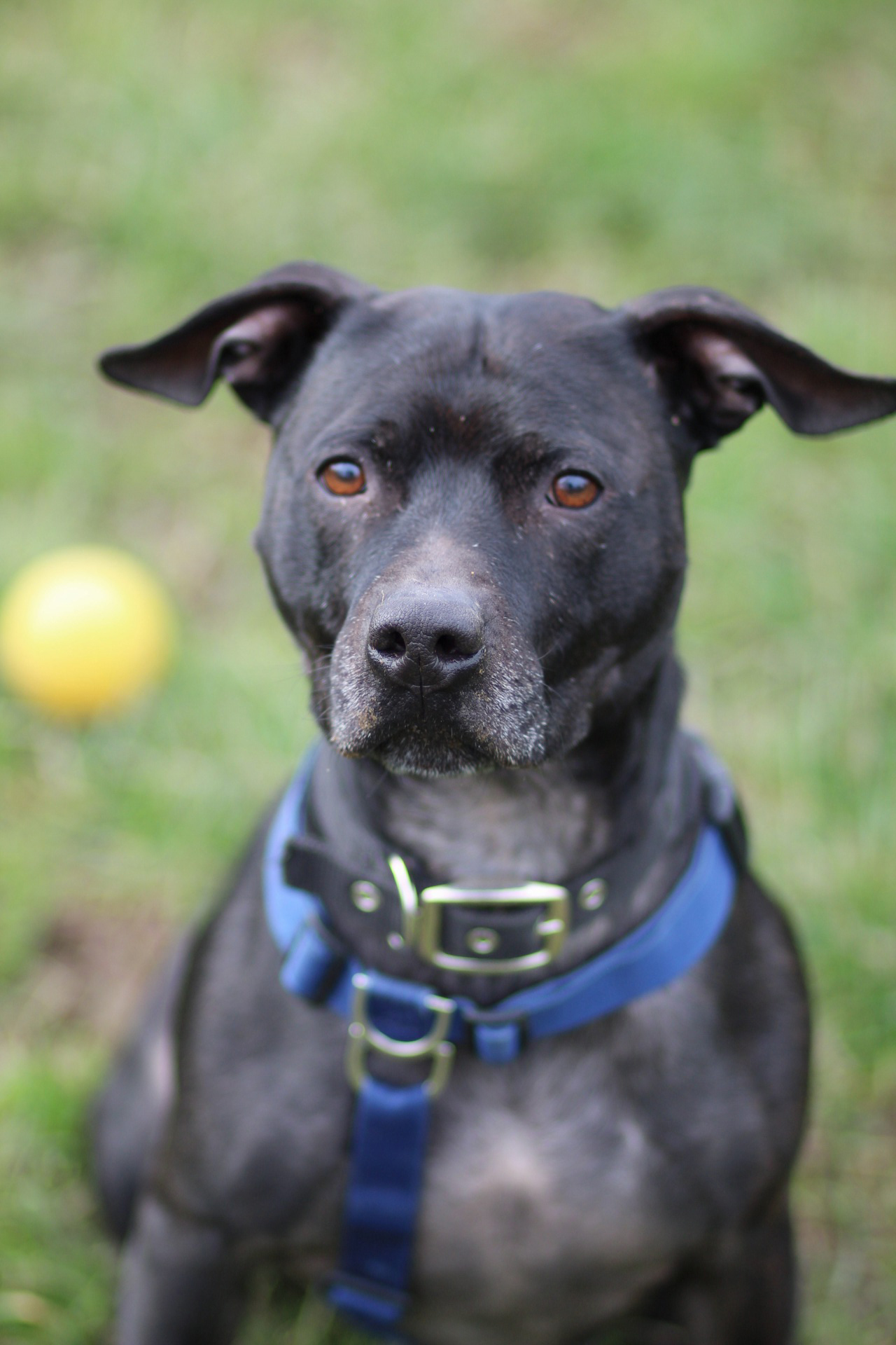The seven-year-old Staffordshire Bull Terrier is being cared for at the NAWT