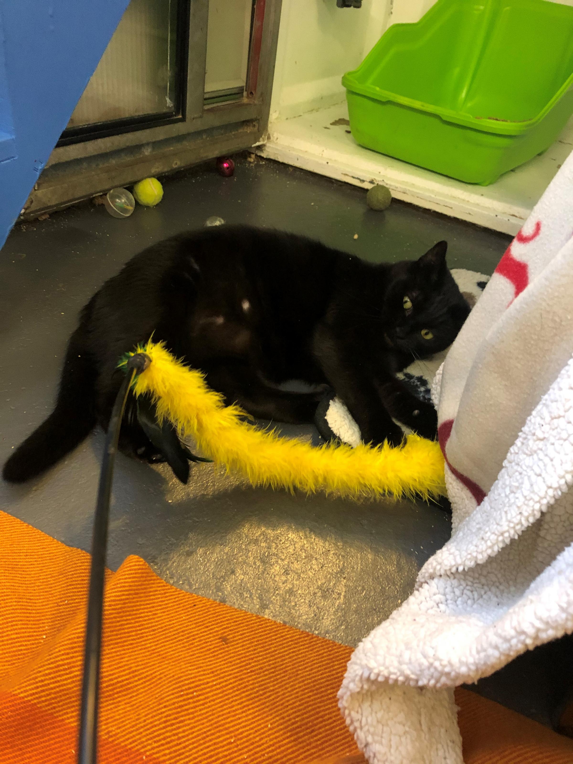 The two-year-old cat arrived at the trust as a pregnant stray