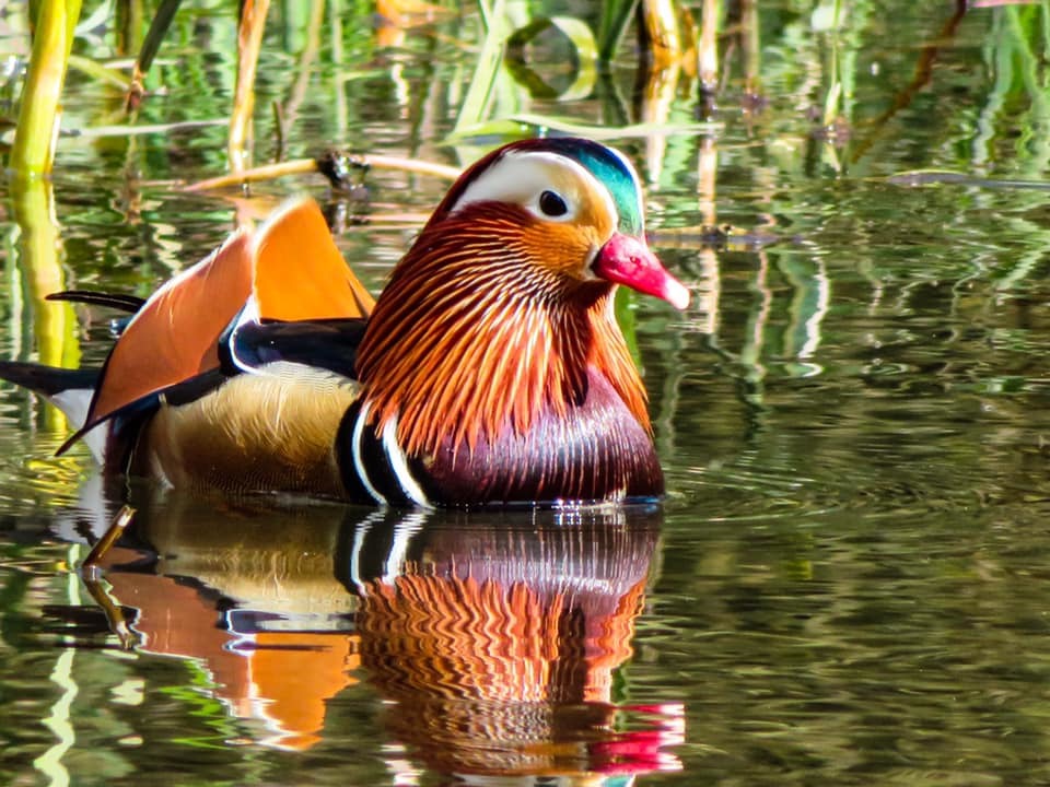 So pleased to see these gorgeous Mandarin ducks at Cassiobury Park. Photo: Christine Clb