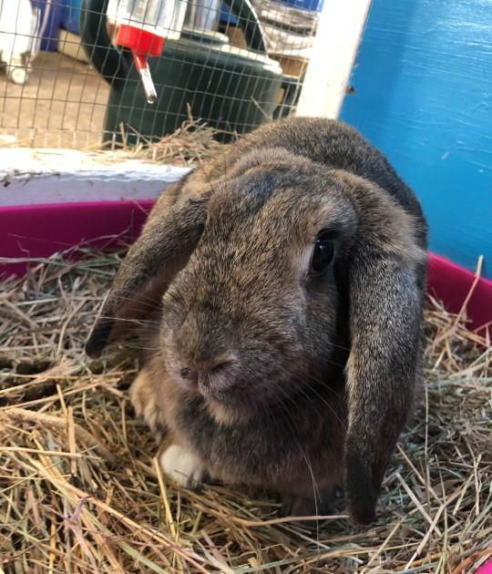 Charlie is a two-and-a-half year-old female rabbit