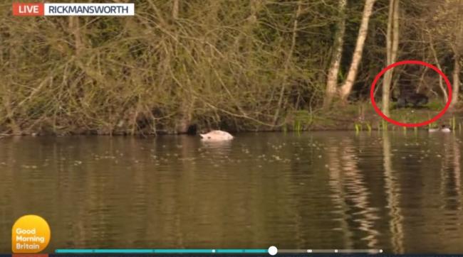 TV viewes believe they spotted a 'big cat' live at Rickmansworth Aquadrome this morning. Credit: ITV