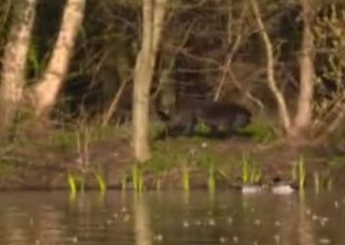 A zoomed in screengrab from GMB on Wednesday that some viewers believed to be a big cat. Credit: ITV