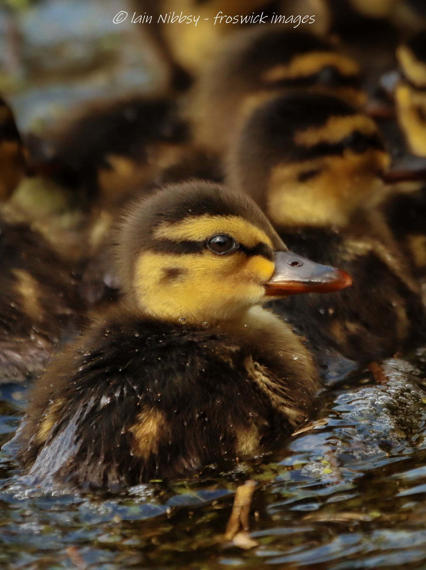 Welcome to the normal world little duckling. Picture: Iain Nibbsy