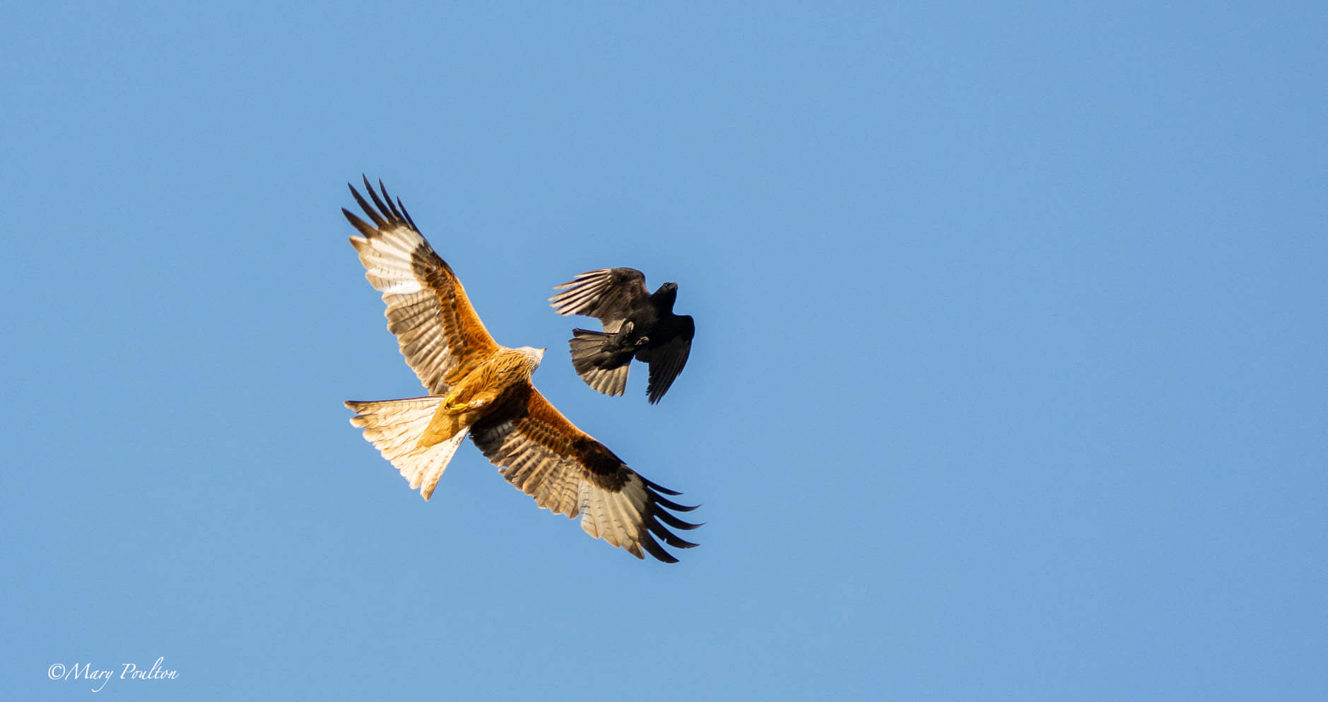 Crow v Red Kite in Cassiobury Park. Picture: Mary Poulton