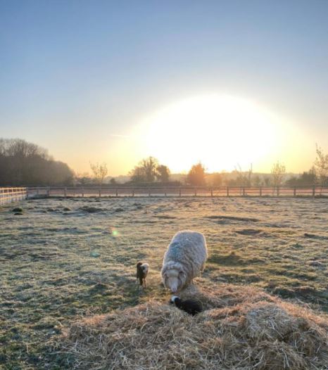 A lamb and ewe pictured at dawn at York House in Croxley Green