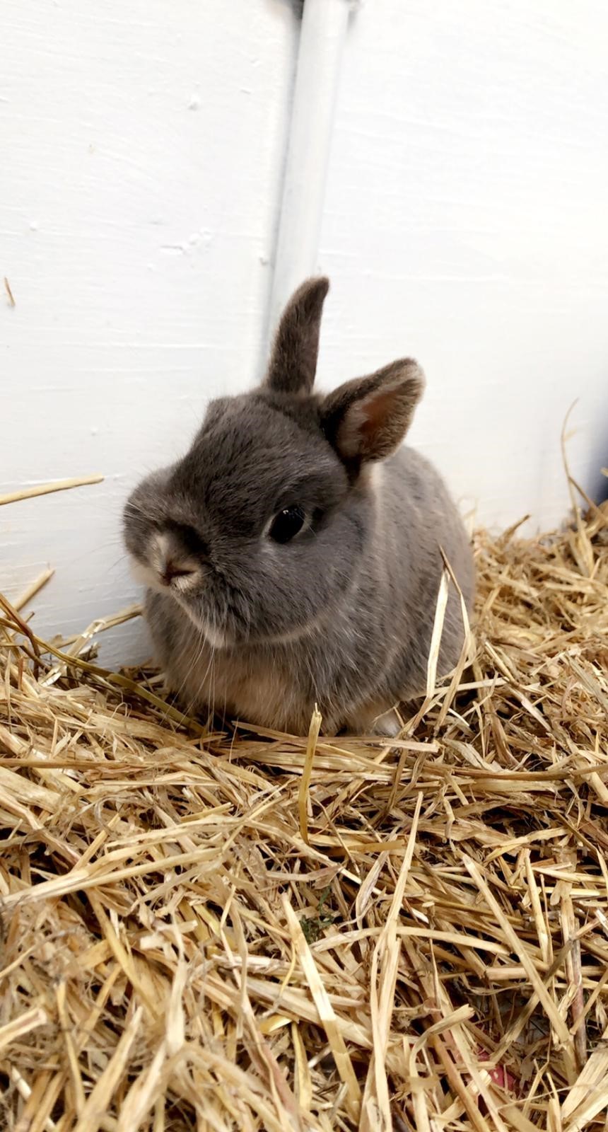 The Netherland dwarf rabbit is looking for a home with a female friend