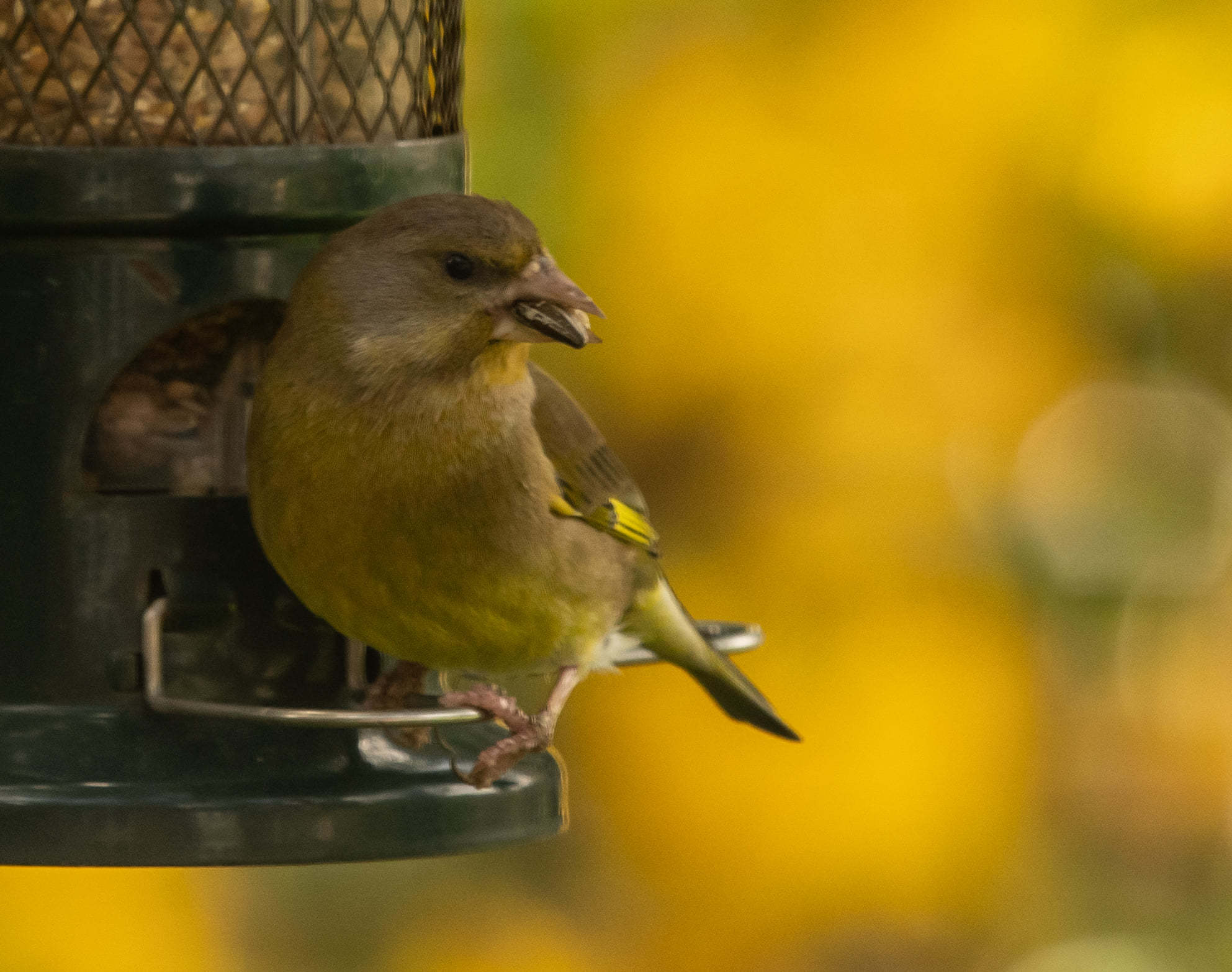 Greenfinch on a yellow background. Picture: Colin MacDonald 