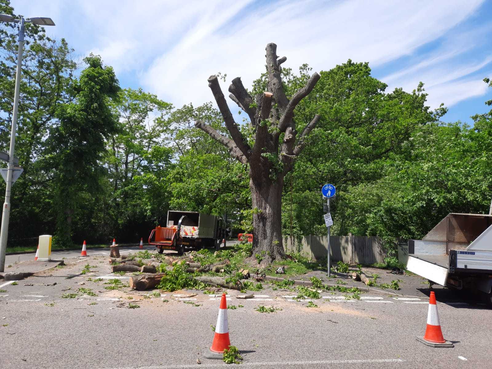This oak tree on the corner of Finch Lane and The Avenue was almost completely felled in error. Pictured is the tree last week. Credit: Cllr Laurence Brass