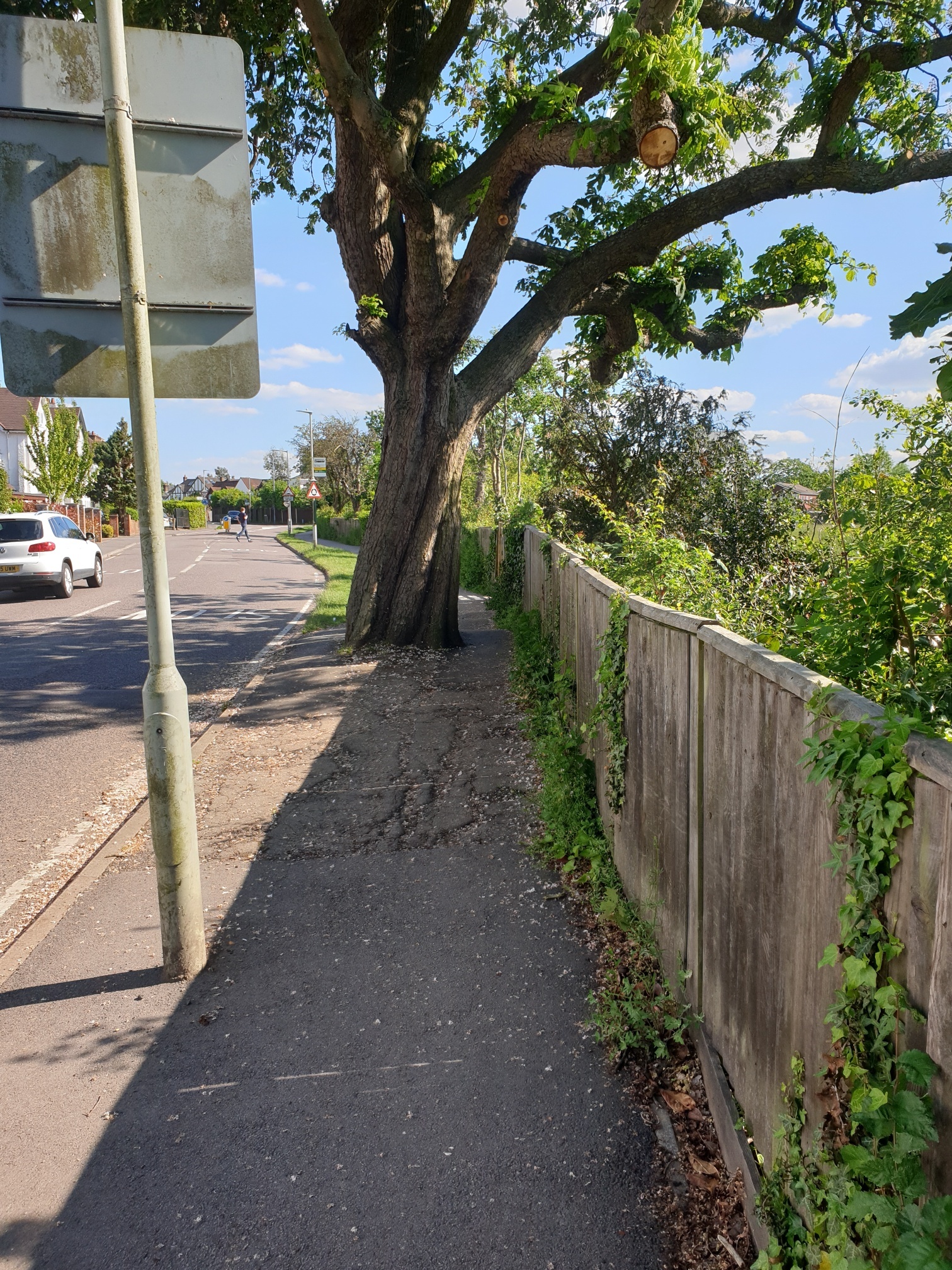 The chestnut tree is restricting access on the pavement. Credit: Laurence Brass. The proposal is to move the fence, shown on the right, by the tree to create a wider space. Credit: Laurence Brass