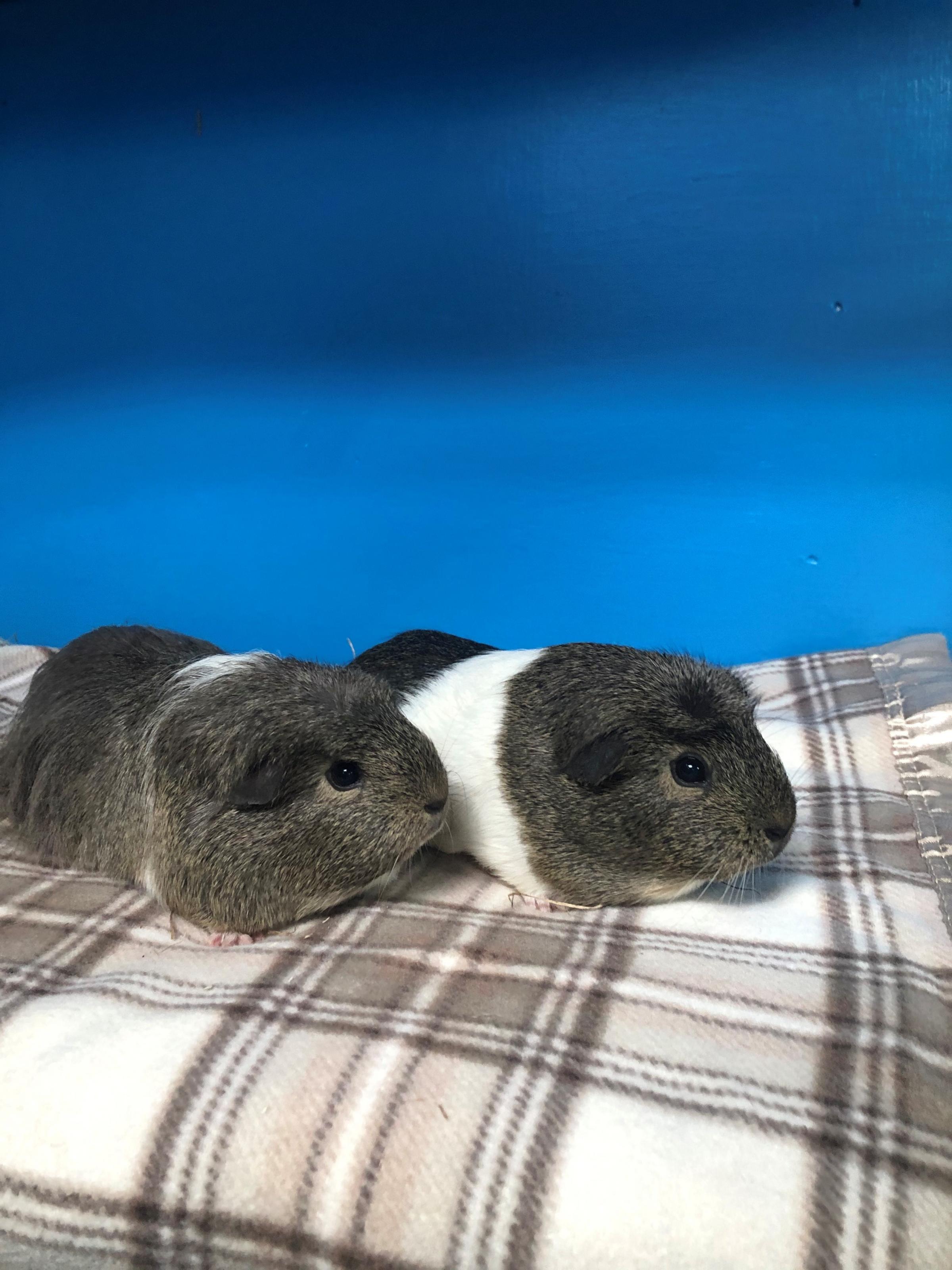 Salt and Pepper will give you lots of love and affection in return for a good home
