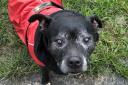 Frank is a friendly Staffie who loves to be around people