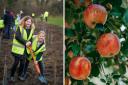 Left, children planting a fruit tree. Picture: Veolia. Right, an apple tree. Picture: Canva