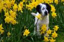 The Dogs and Daffs fundraising event is back at Hatfield Park on Sunday, March 17, 2024.