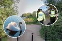 Police were called to Croxley Moors in Croxley Green following a dog attacking a swan.