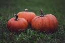 Pumpkin patches to visit in time for the spooky season