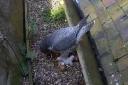 A third peregrine falcon chick has hatched at St Albans Cathedral.
