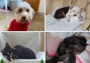 These are among the pets that have found a new home
