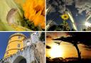Four of this week's selection of yellow-themed pictures