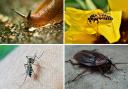 A slug, a wasp, a mosquito and a cockroach.