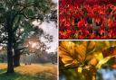 Three of this week's selection of autumnal pictures in Watford and beyond