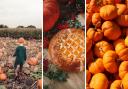 Pumpkin picking season