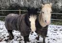 Cecil's Horse Sanctuary in Elstree is fundraising to help care for its animals over the winter. Credit: Cecil's Facebook page