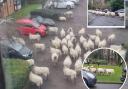 A flock of sheep gave police the runaround in Garston this morning