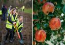 Left, children planting a fruit tree. Picture: Veolia. Right, an apple tree. Picture: Canva