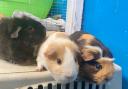 Guinea pigs Ginger, Twix and Squash are looking for a home together