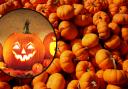 Best pumpkin patches near Watford for Halloween